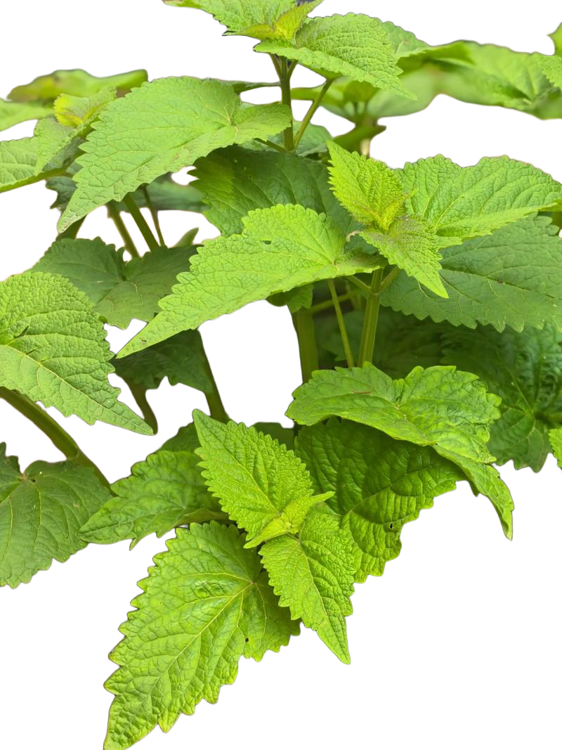 -11 离线也能抠得这么干净?Excel 版 AI 抠图工具太强了