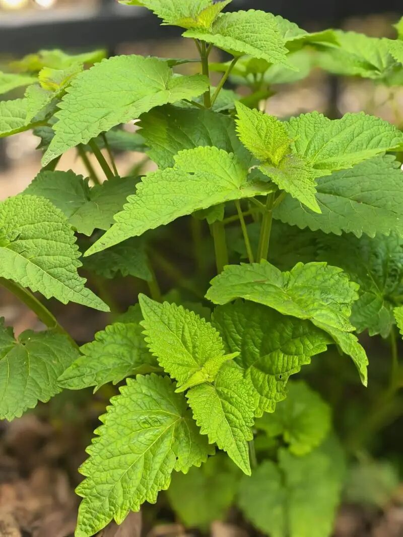 离线也能抠得这么干净？Excel 版 AI 抠图工具太强了